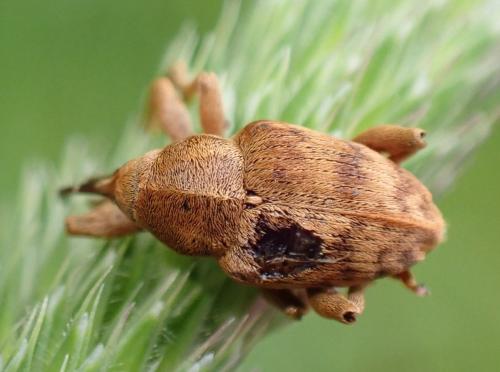 Curculio venosus